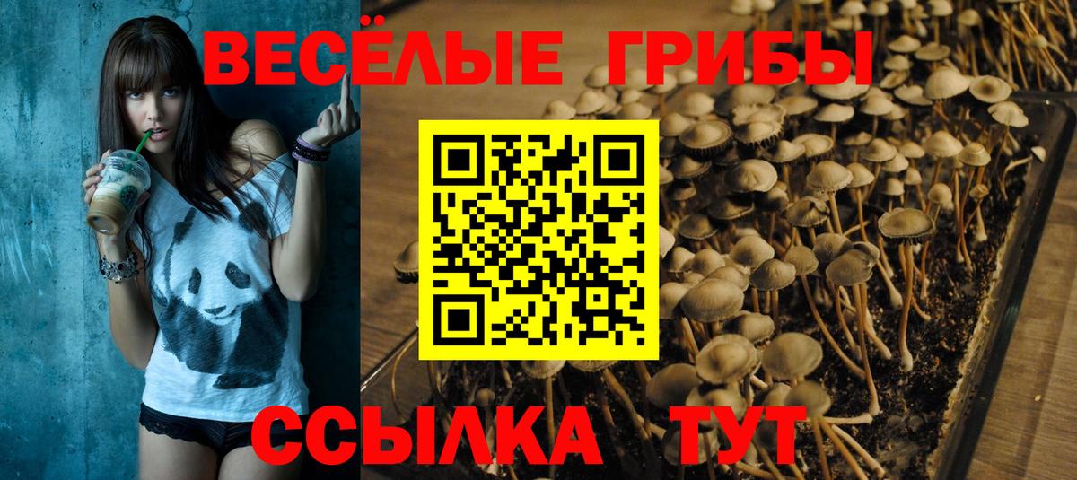 Псилоцибиновые грибы Psilocybe Туапсе